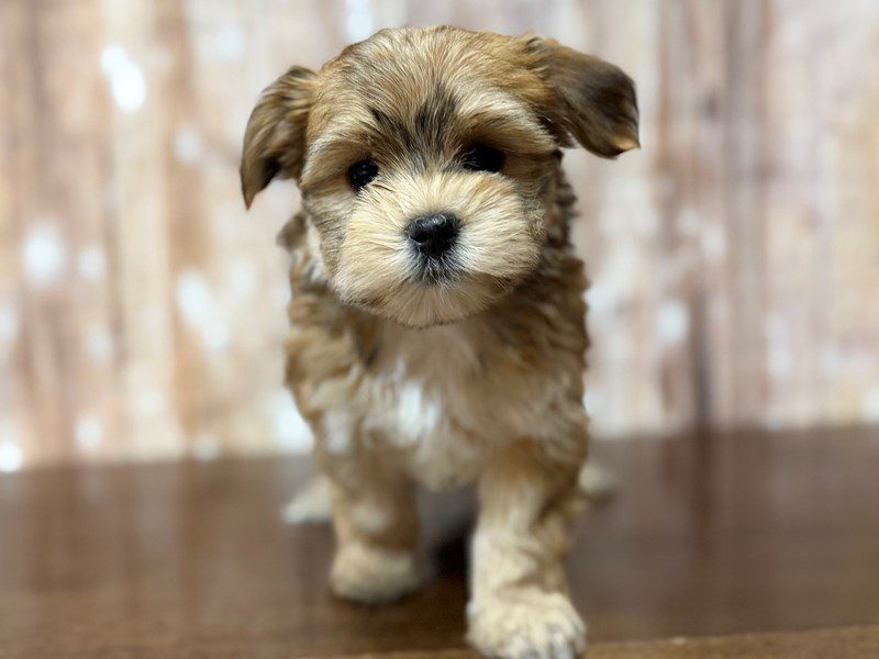 [#4357] Baxton - Brown Male Morkie Puppies for Sale