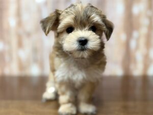 Morkie puppy available now