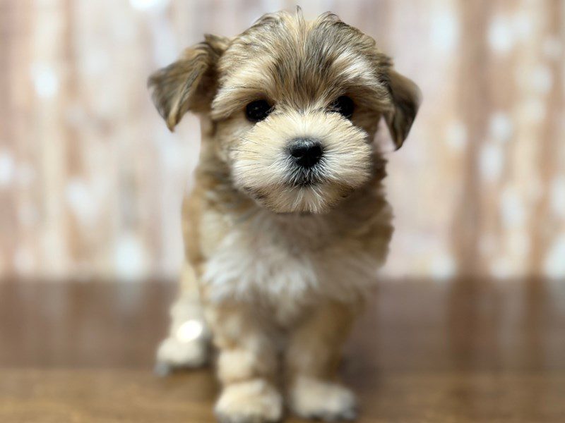 [#4360] Alara - Brown Female Morkie Puppies for Sale