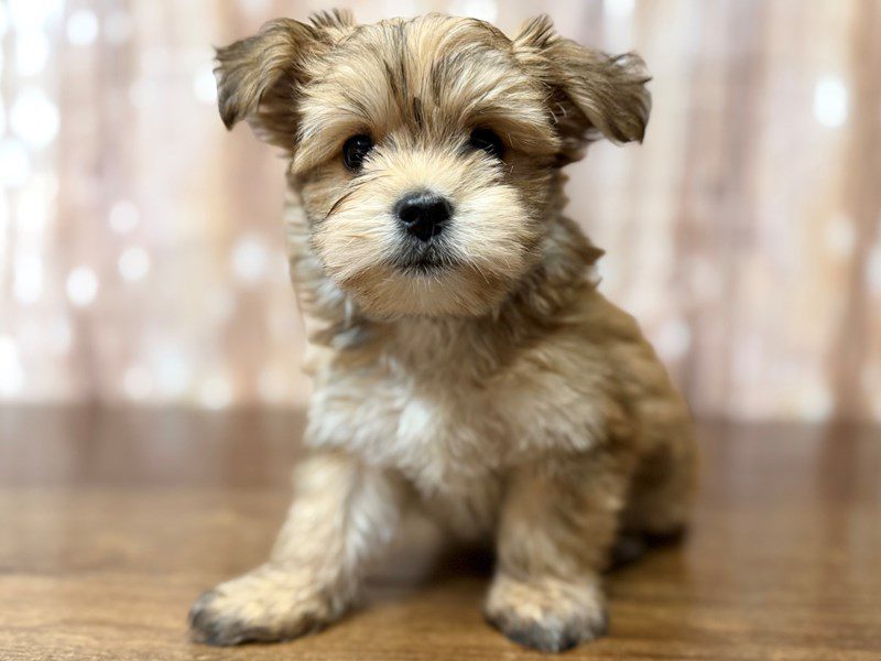 [#4358] Grady - Brown Male Morkie Puppies for Sale