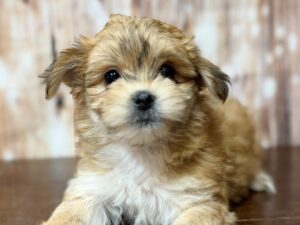 Morkie puppy available now