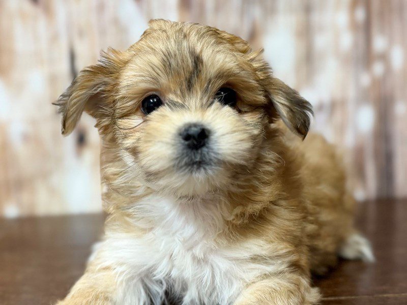 [#4361] Evelyn - Brown Female Morkie Puppies for Sale