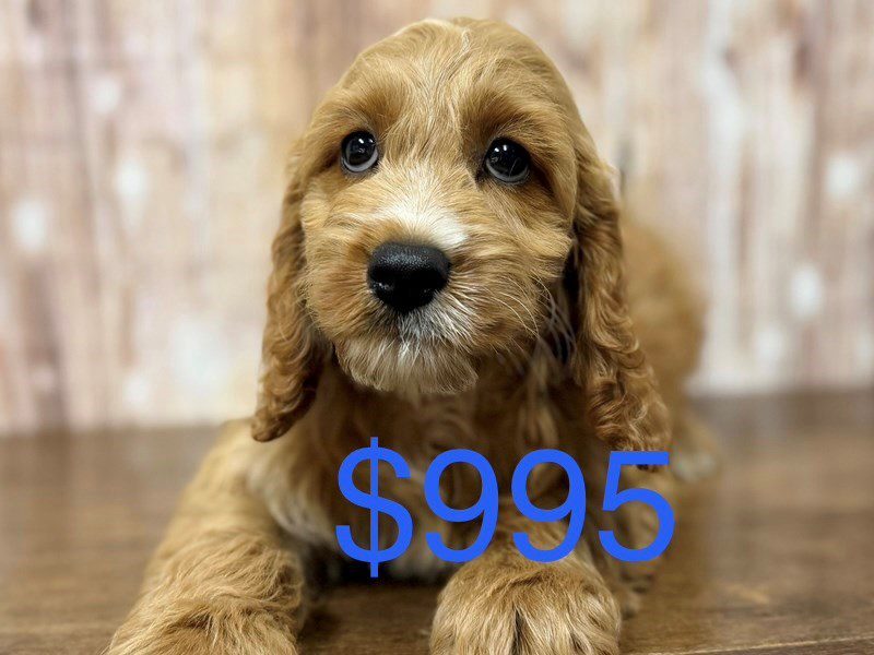 [#4304] Kyler - Red Male Cockapoo Puppies for Sale