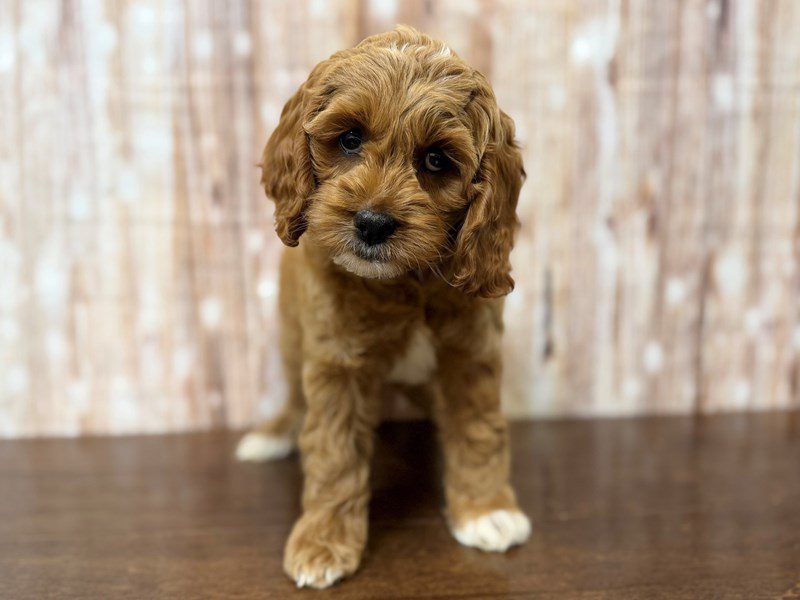 [#4371] Colsen - Red with white Male Cockapoo Puppies for Sale