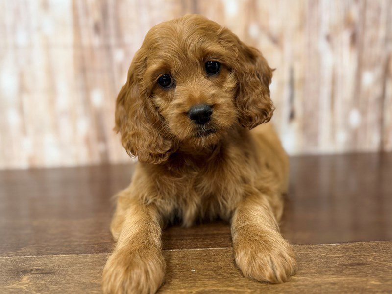 [#4374] Alanna - Red Female Cockapoo Puppies for Sale