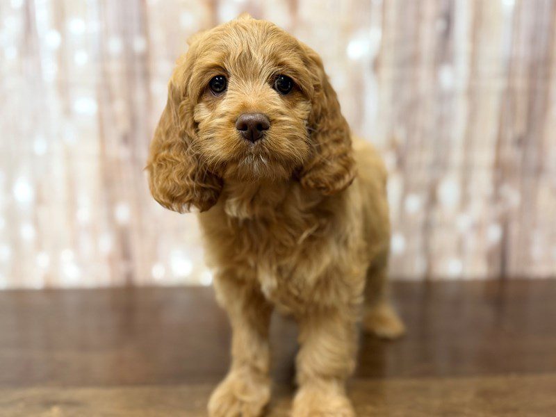 [#4373] Addison - Red Female Cockapoo Puppies for Sale