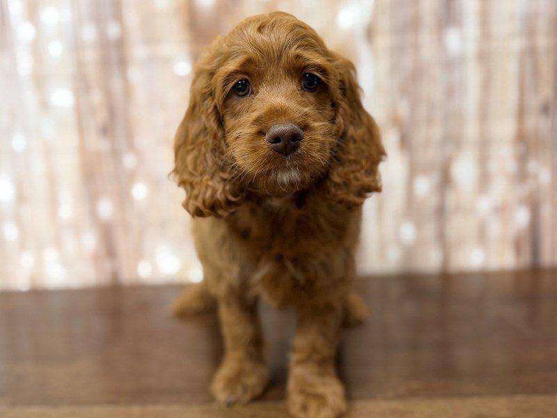[#4372] Theo - Red Male Cockapoo Puppies for Sale