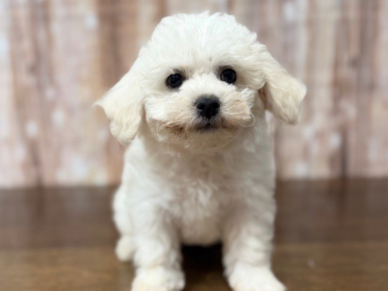 [#4370] Bella - White Female Bichon Frise Puppies for Sale