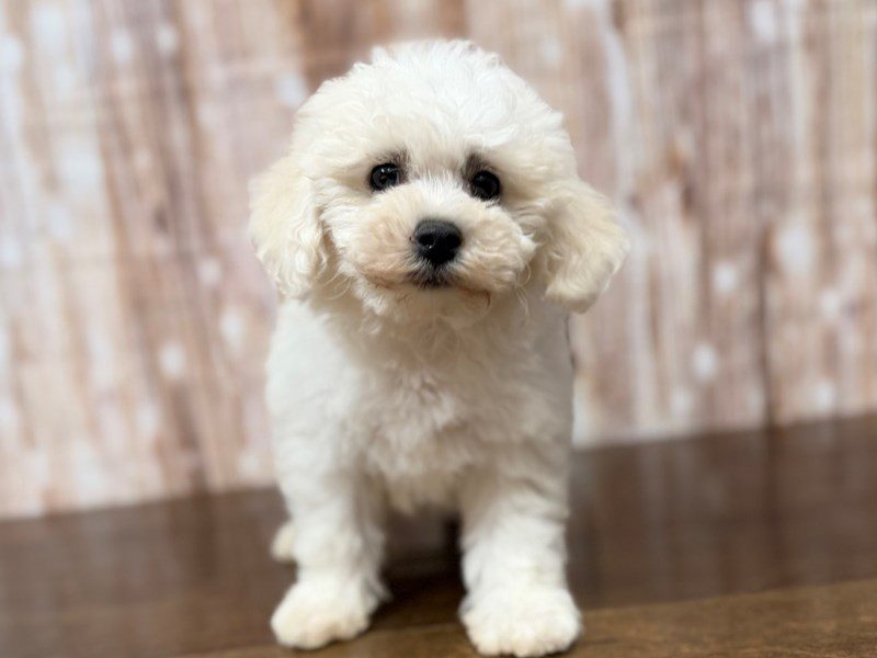 [#4369] Anni - White Female Bichon Frise Puppies for Sale