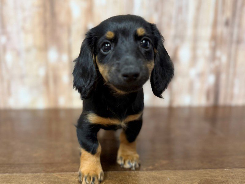 [#4377] Pyper - Black and tan Female Miniature Dachshund Puppies for Sale