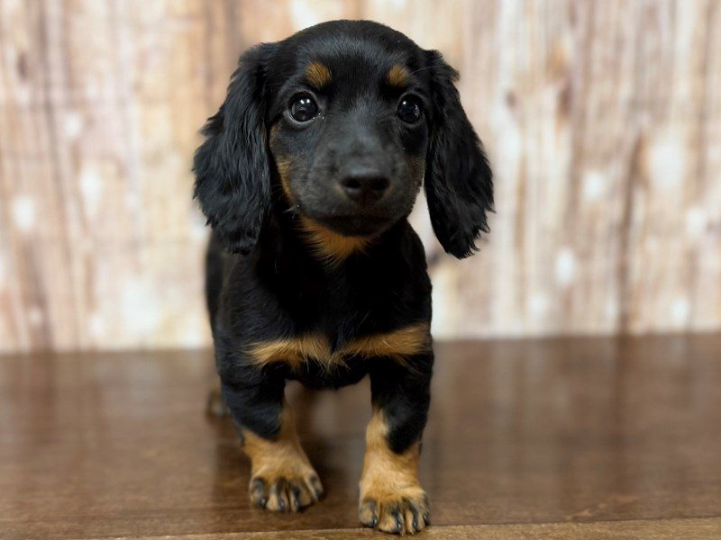 [#4375] Marilyn - Black and tan Female Miniature Dachshund Puppies for Sale