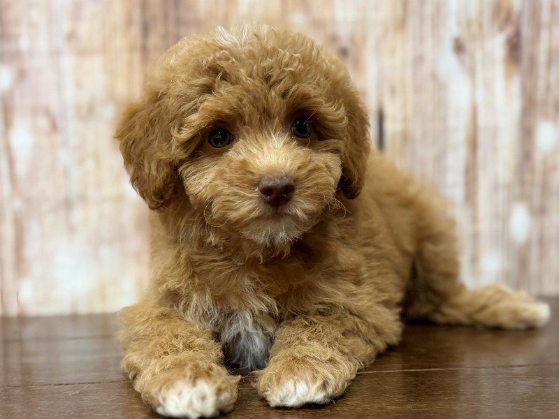 [#4378] Betty - Red with white Female F1BB Mini Goldendoodle Puppies for Sale