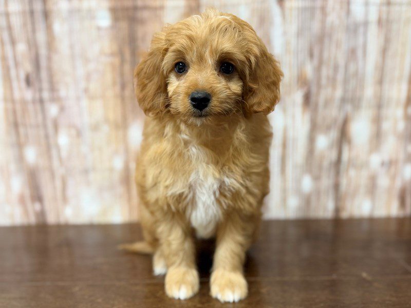 [#4381] Sunny - Red and white Male F1BB Mini Goldendoodle Puppies for Sale