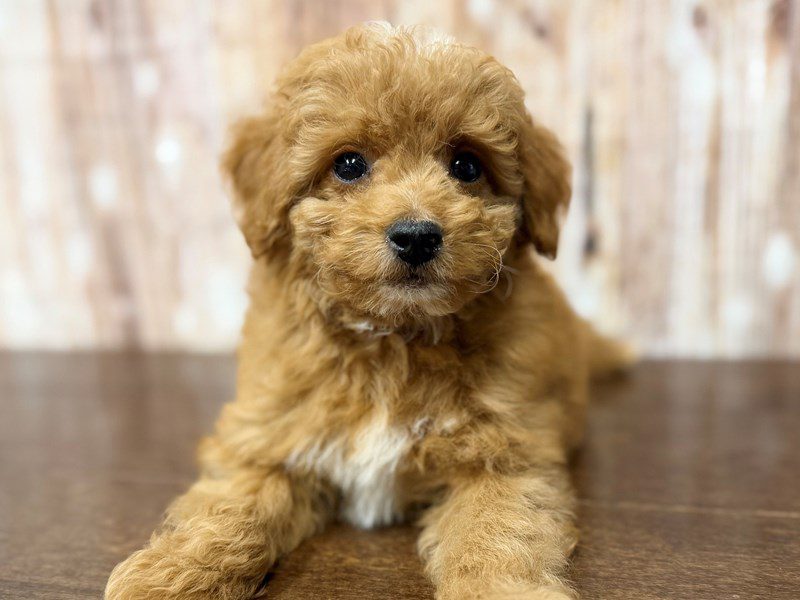[#4379] Otto - Red and white Male F1BB Mini Goldendoodle Puppies for Sale
