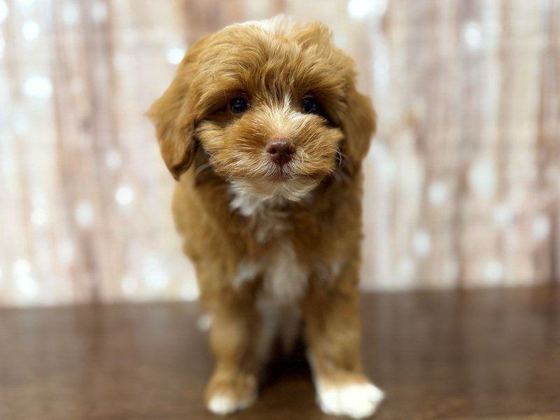 [#4382] Micah - Red and white Male F1BB Mini Goldendoodle Puppies for Sale