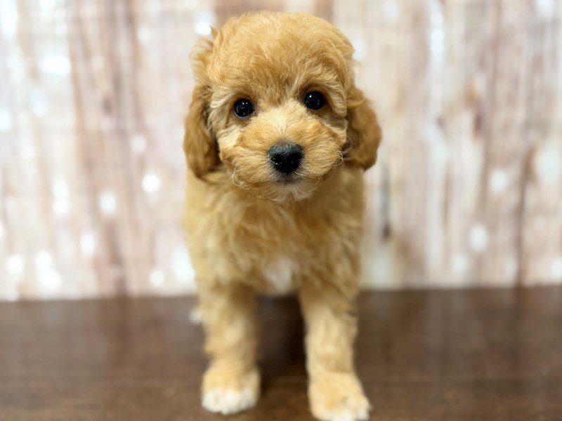 [#4380] Graham - Apricot with white Male F1BB Mini Goldendoodle Puppies for Sale