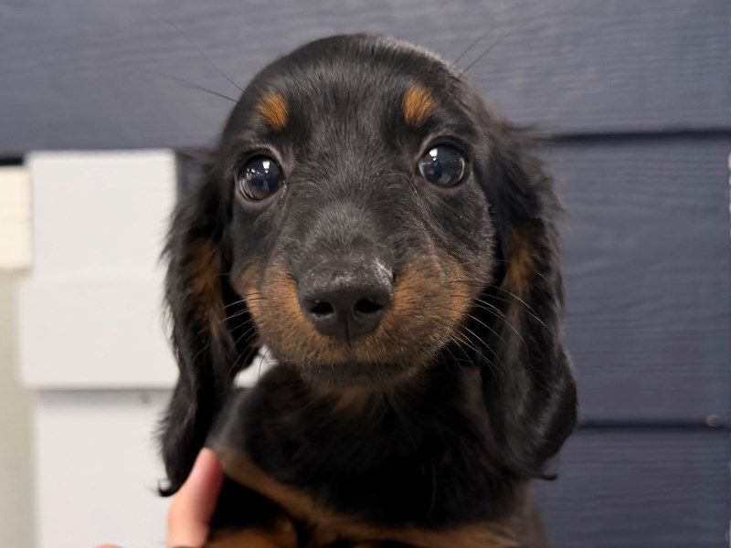 [#4376] Polly - Black and tan Female Miniature Dachshund Puppies for Sale