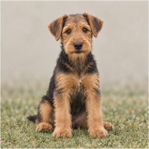 Airedale Terrier