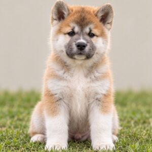 Akita