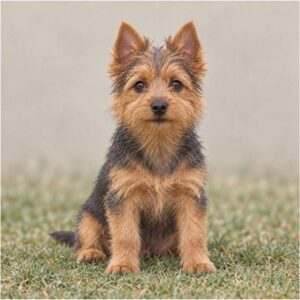 Australian Terrier