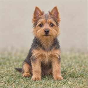 Australian Terrier