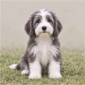 Bearded Collie