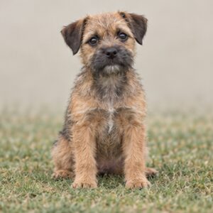 Border Terrier