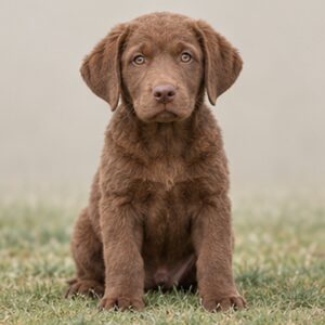 Chesapeake Bay Retriever