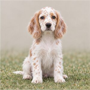 English Setter