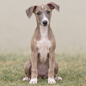 Greyhound