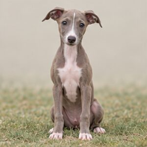 Italian Greyhound