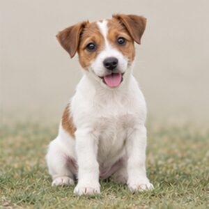 Jack Russell Terrier