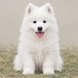 Samoyed