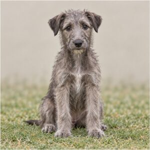 Scottish Deerhound