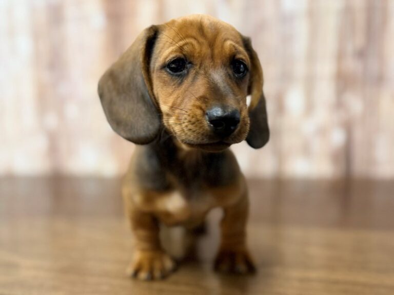 Dachshund Dog Male Sable 4397