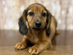 Dachshund puppy available now