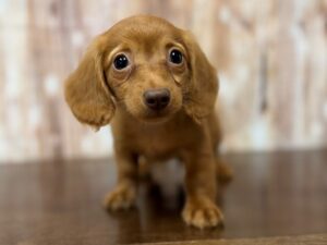 Dachshund puppy available now
