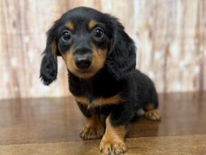 Dachshund puppy available now