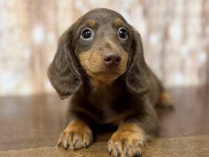 Dachshund puppy available now