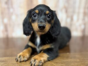 Dachshund puppy available now