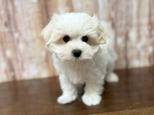 Maltese puppy available now
