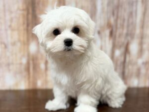 Maltese puppy available now