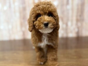 Miniature Poodle puppy available now