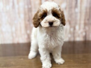 Miniature Poodle puppy available now
