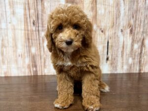 Miniature Poodle puppy available now