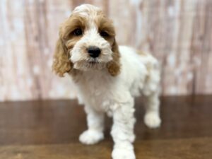 Cockapoo puppy available now