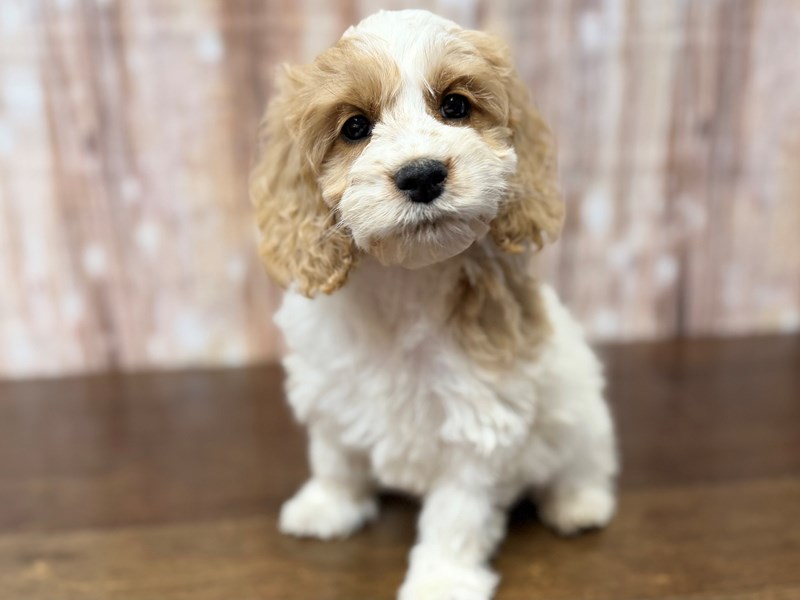 Honey, who found a home