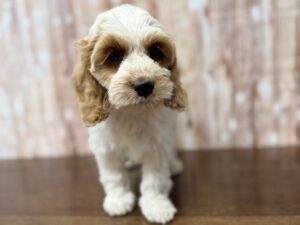 Cockapoo puppy available now