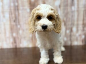Cockapoo puppy available now
