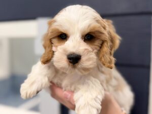 Cockapoo puppy available now